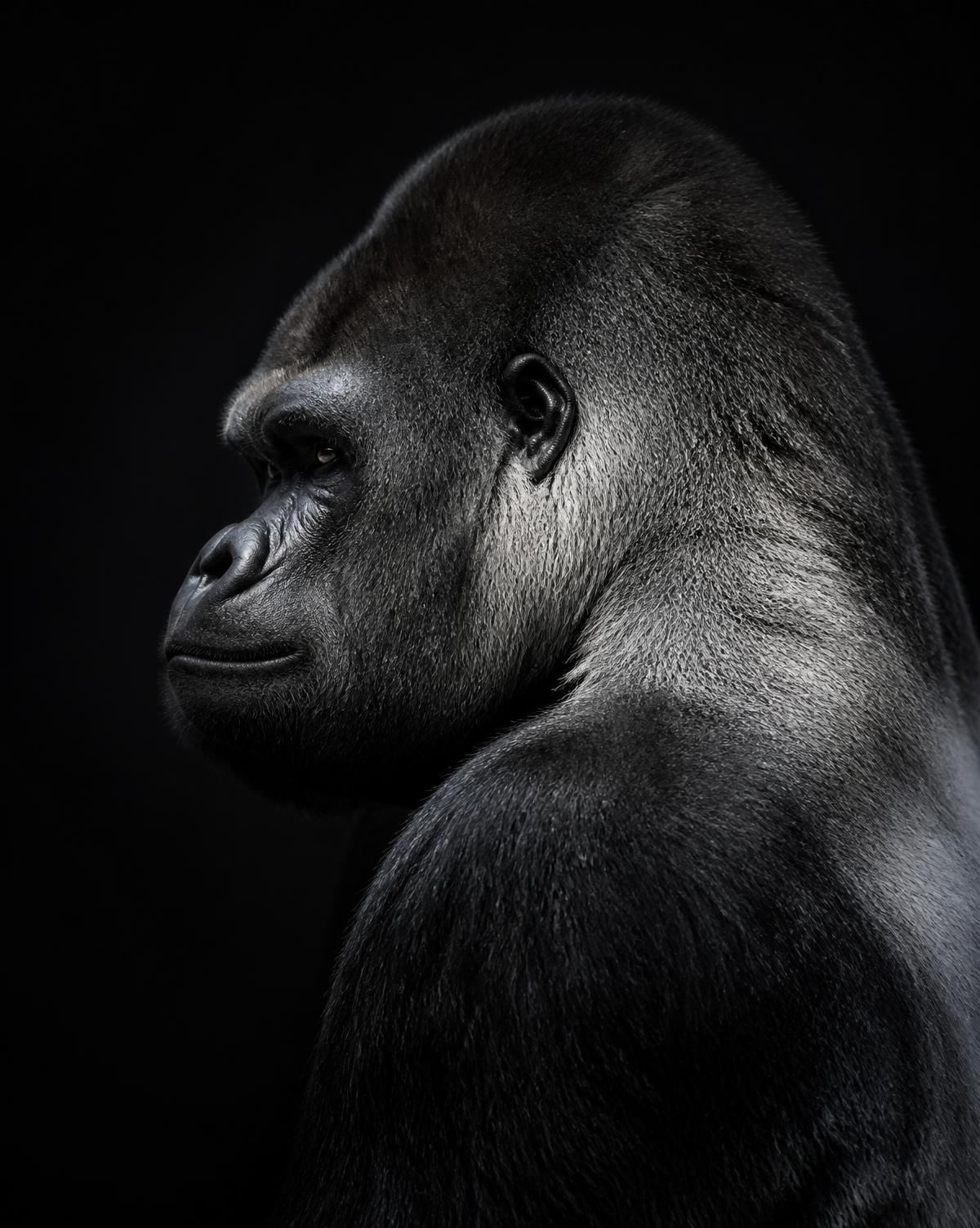 Silverback gorilla in profile, lit against a black background